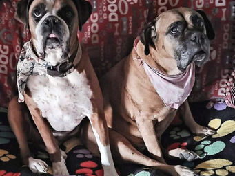 Our Community Pet Food Pantry is Closed