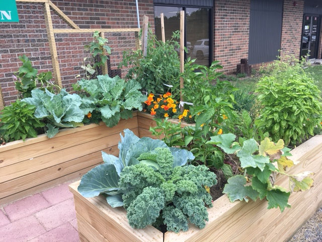 Our New Vegetable Garden