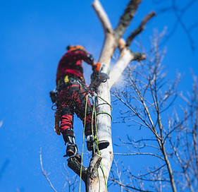 Abattage d'arbres Gers
et élaguage gers