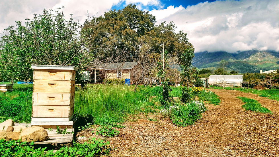 bee hive at farm