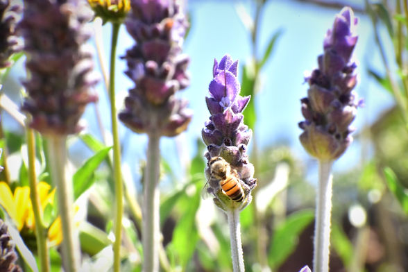 honey bee on lavender