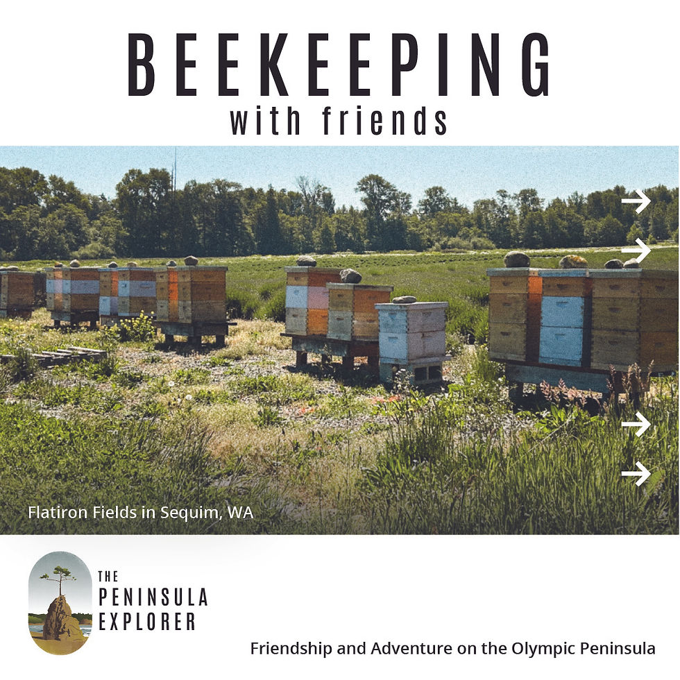 A row of colony beehives set in a field of lavender plants