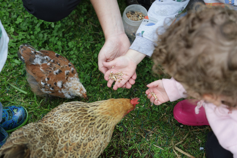 children feeding chickens grain