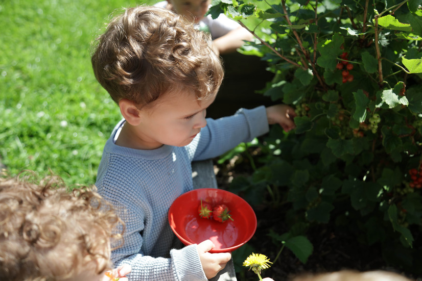 boy picking strawberries