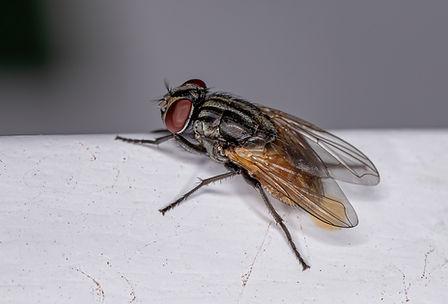 Mouche Domestique