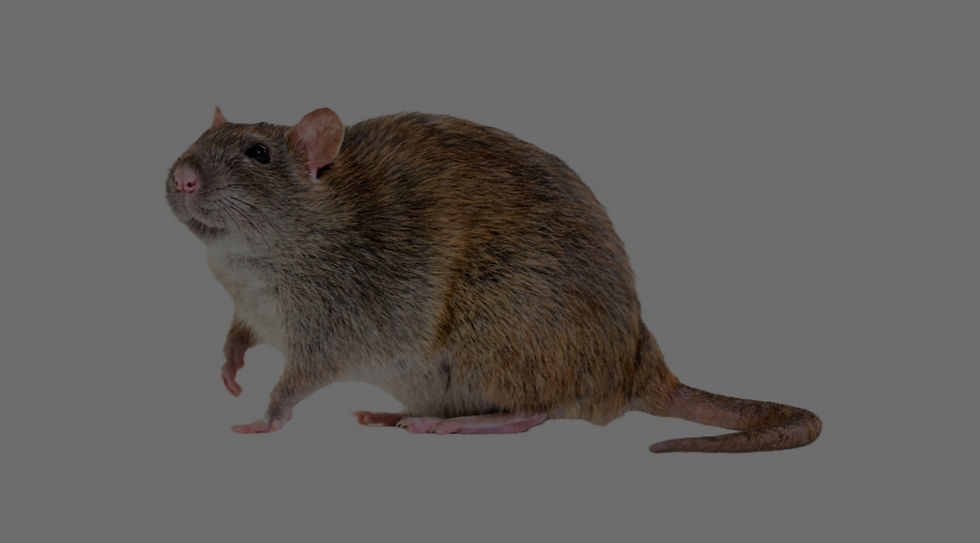 Rat Exterminator Montreal