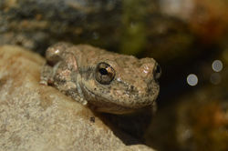 Yellow-Legged Tree Frog