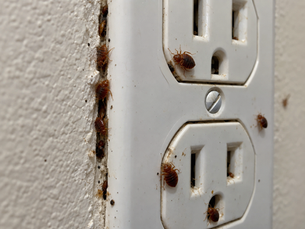 3 Unexpected Places Bed Bugs Hide
