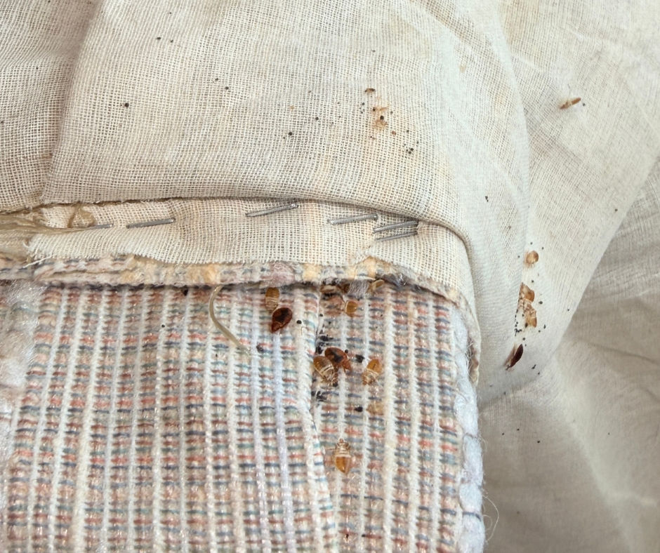 Close-up of bed bugs on a couch