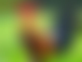 Màu mạng gà đá và tất tần tật thông tin cần nắm cho newbie