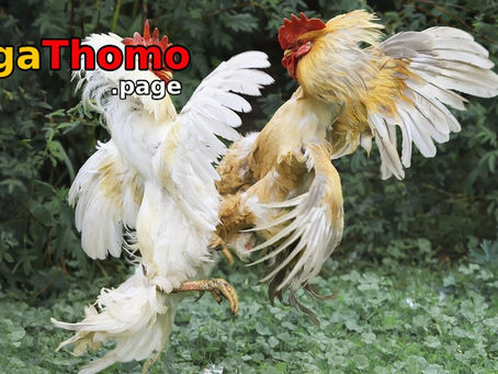 Đá Gà Thomo – Điểm Hẹn Lý Tưởng Cho Các Bet Thủ Đam Mê Đá Gà