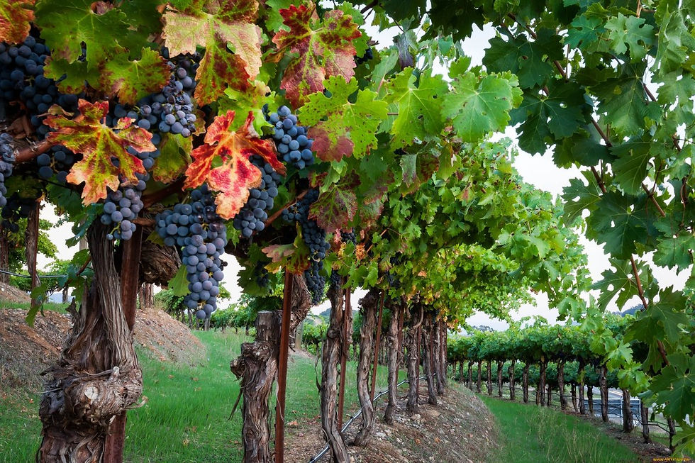 Thumbnail: France: 7 days Tour de Provence Luberon, price for 1 (half board)