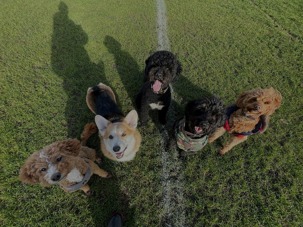 dogs enjoying a group walk together in north west london