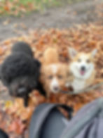 Dogs enjoying a walk in Primrose Hill
