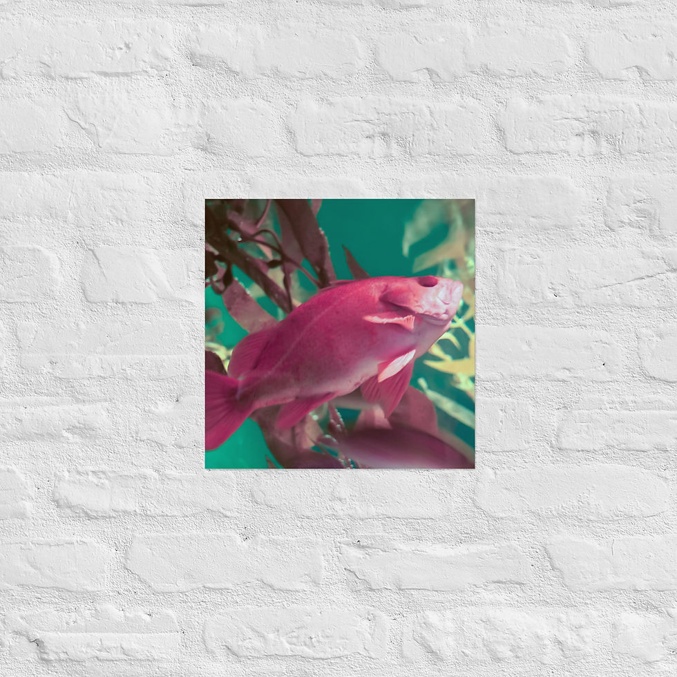 Thumbnail: Poster Premium Pink Fish stylized pink fish art print