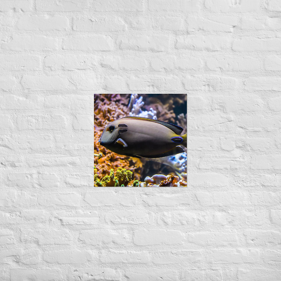 Thumbnail: Poster Premium Fish Tropical Flow colorful tropical fish art print
