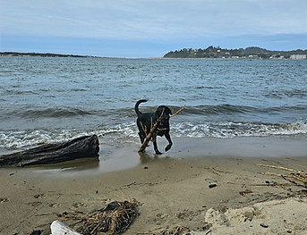 Dog enjoying a stay at Happy Clam Hideaway vacation rental.