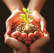 Hands cradling a green sprout in golden light, symbolizing growth and transformation in holistic life coachin