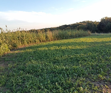20180926_183450.jpeg
