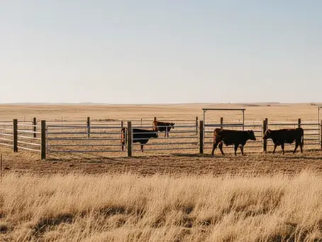Custom Cattle Corral Design Nebraska: Plan Before You Build