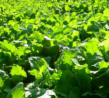 sugar beets