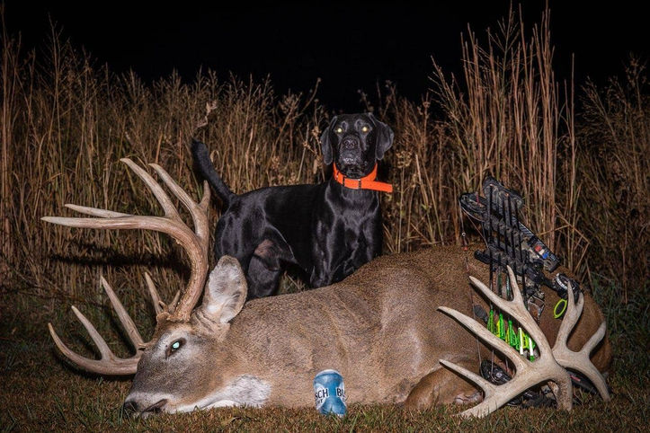 Whitetail Buck