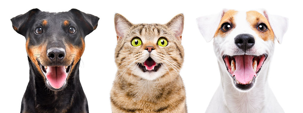 Hundar och en katt som sitter