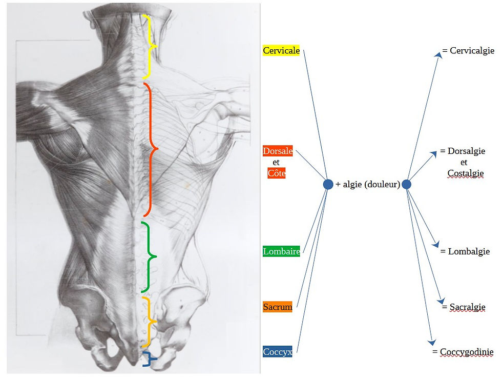lombalgie et compagnie