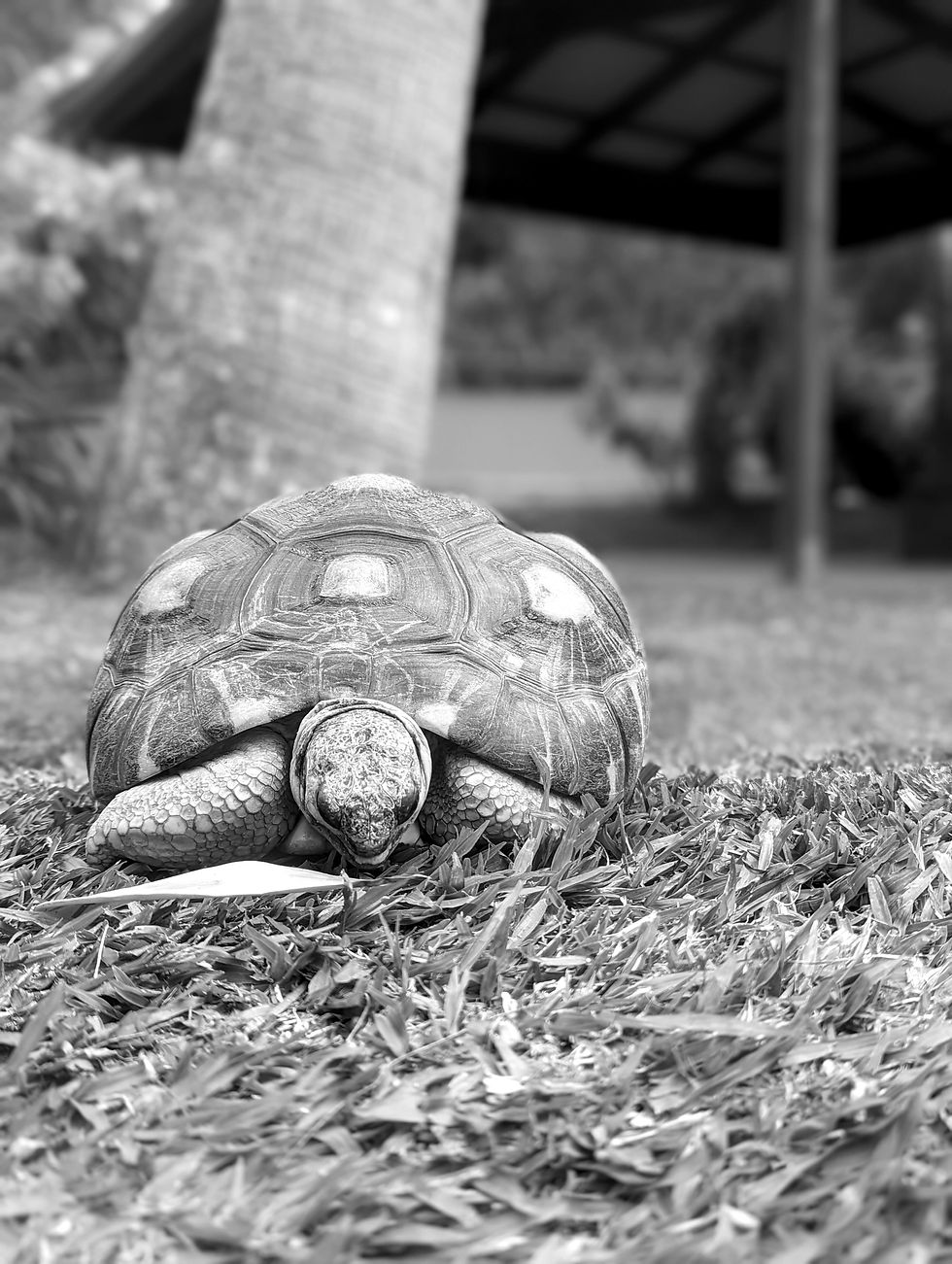 In the photo, there is a turtle eating grass. There is a palm tree behind it.