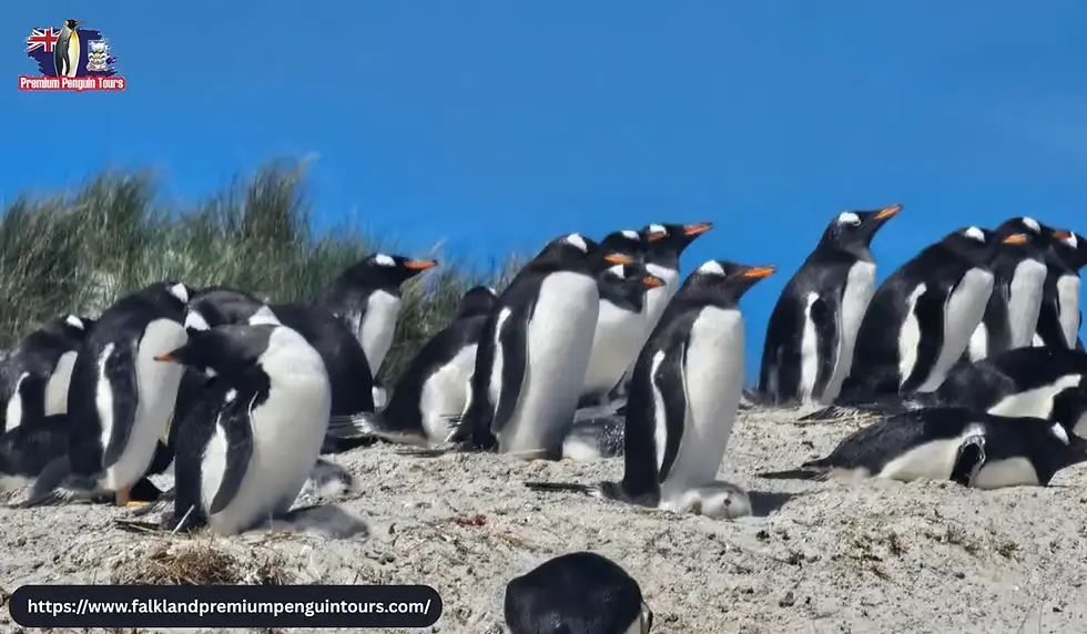 Yorke Bay Penguin Colony