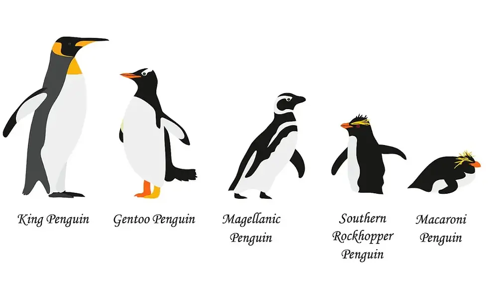 Types of Penguin