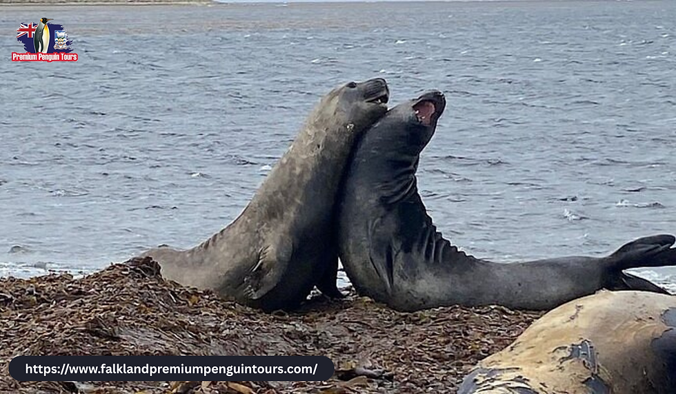 Kelp Point (Whale Point)