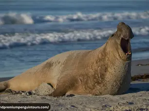 Kelp Point (Whale Point) Wildlife Guide | Falkland Islands Tours