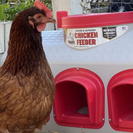Chicken Feeder - Holds 50 Pounds of Feed 