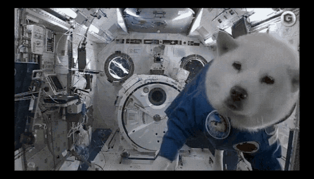 DS-002.gif
