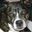 Writer: Dog-1