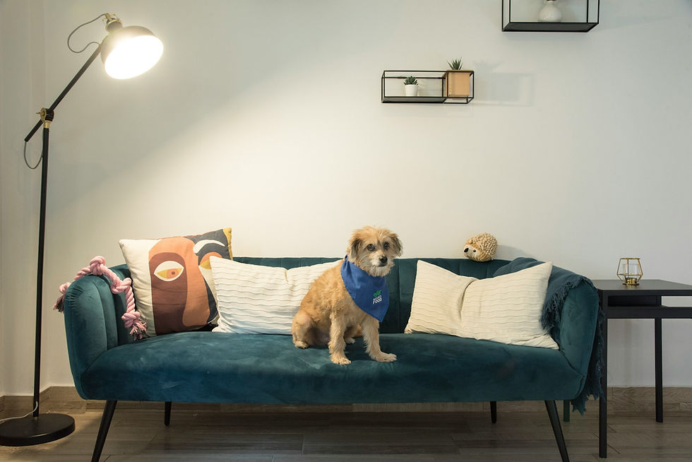 How to Prepare Your Pet for Happy Apartment Living