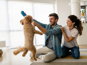 Finding the Best Pet-Friendly Rentals in Calgary