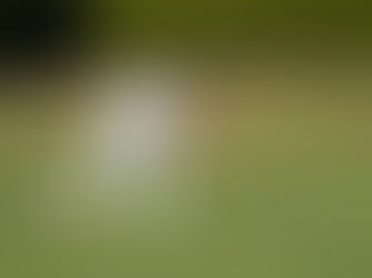 man playing lawn bowls
