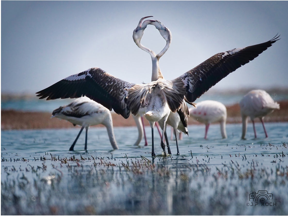 flamingos in walvis bay