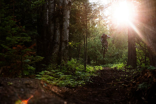 Norco forest.jpg