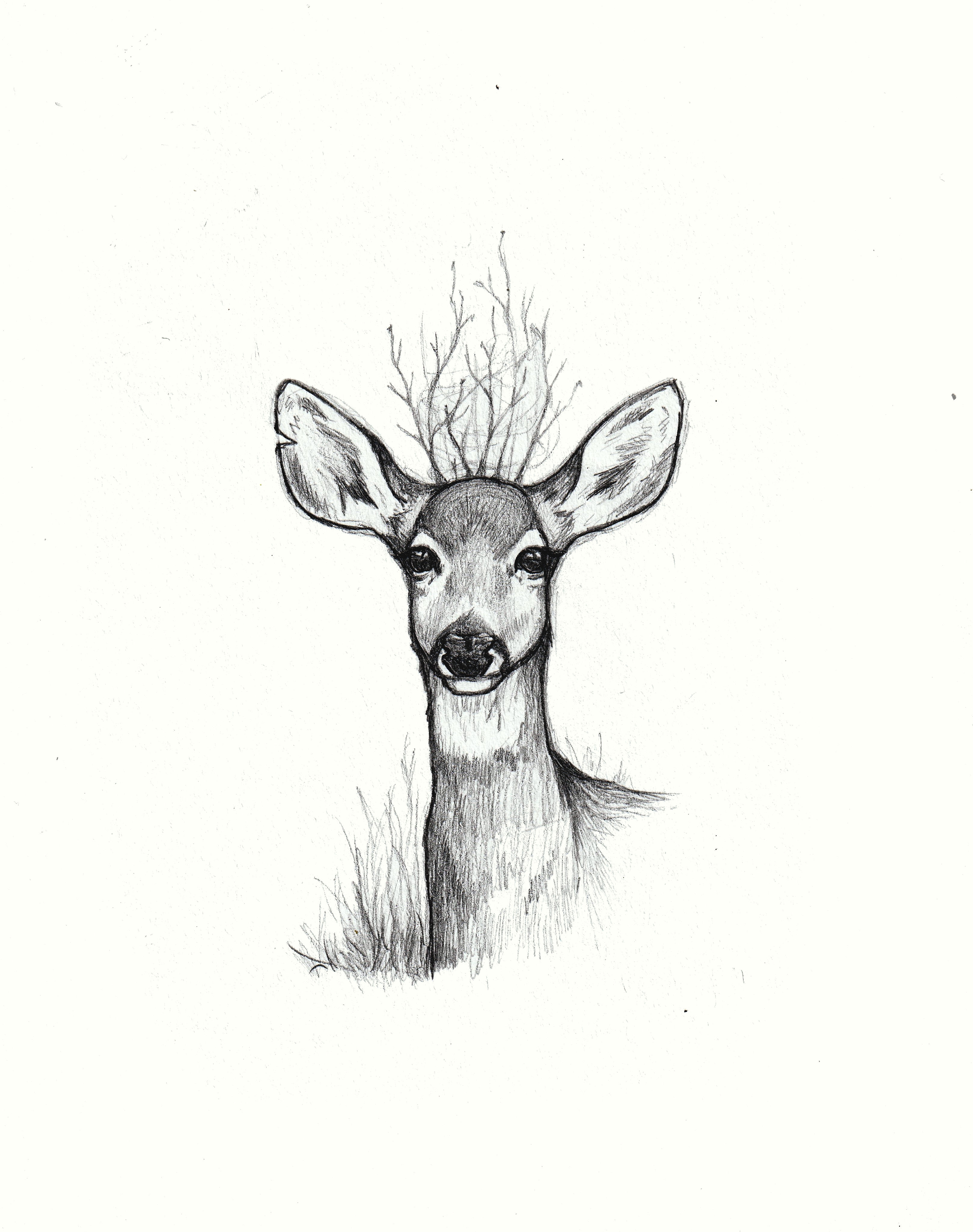 Deer Pencil Drawing