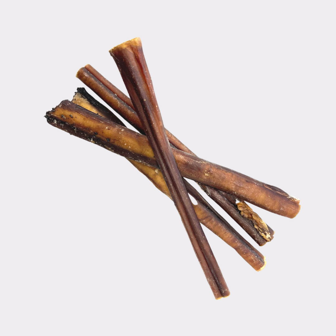 12cm Bulls Pizzle