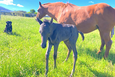 Bydand Ivy_edited.jpg