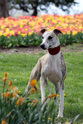 noriSTETSON Whippet ウィペット　タウニー noriSTETSON Whippet ウィペット タウニー Wilson the Westgarth