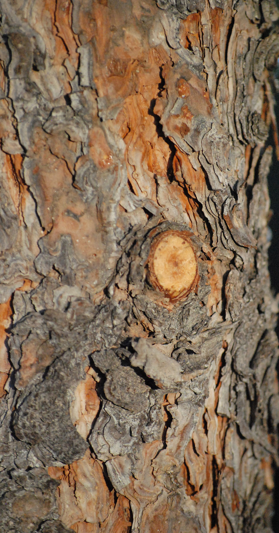 tree.jpg
