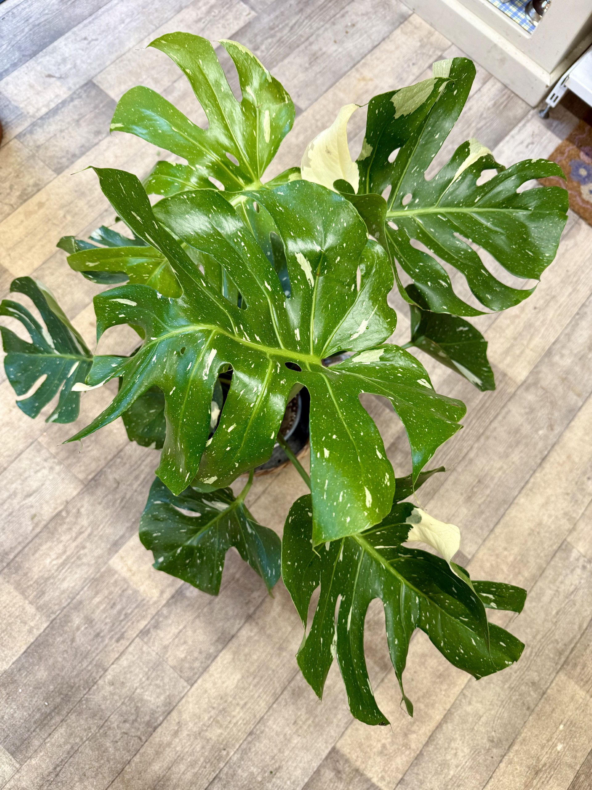 Monstera Constellation Plant