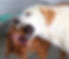 Zwei Hunde raufen miteinander