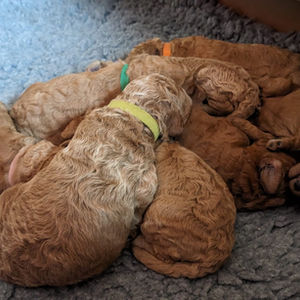 8 Welpen beim Kuscheln 