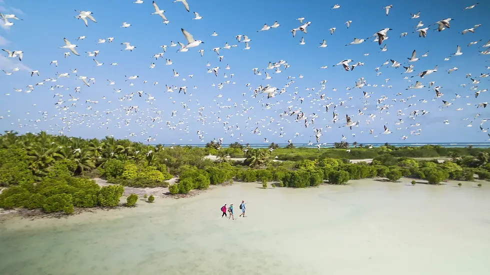 Birdwatchers traverse a serene tidal flat, captivated by the spectacle of a massive flock of birds soaring overhead against a backdrop of lush green foliage.